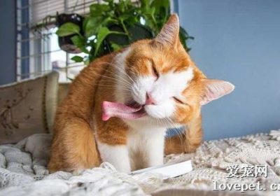 区分猫草与猫薄荷的异同点缩略图