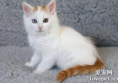 猫杯状病毒治疗措施缩略图
