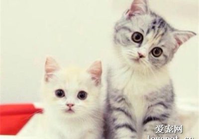 猫咪角膜炎治疗药物推荐缩略图