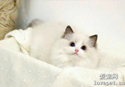 猫咪蠕形螨病的治疗措施缩略图
