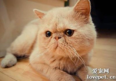 猫咪牙周病药物指南缩略图