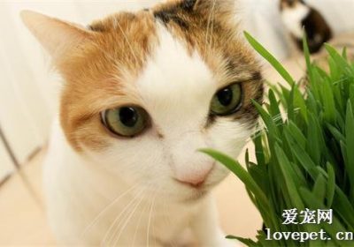 如何正确喂养猫草？缩略图