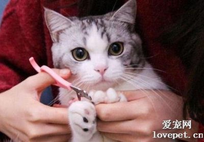 如何修剪猫咪的爪子？缩略图
