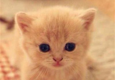 小猫呼吸时有呼噜声，这是哮喘的症状吗？缩略图
