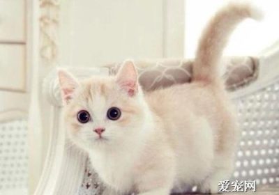 如何确保小猫夜间安静：逐步排查并解决夜啼问题缩略图