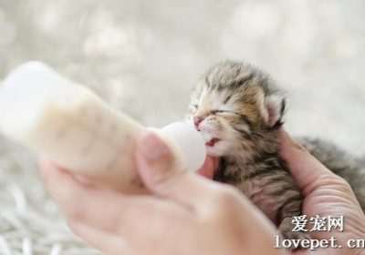 如何正确地给小猫喂奶 每天应给小猫喂奶几次缩略图