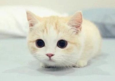 适合养猫在卧室里吗？缩略图