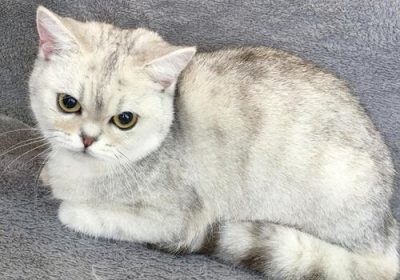 英短或美短中哪种是渐层猫品种?缩略图