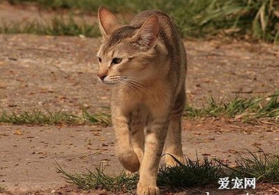 如何妥善照顾一只非洲狮子猫缩略图