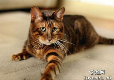 玩具虎猫洗澡指南缩略图