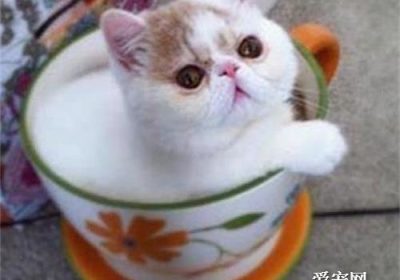 如何为茶杯猫梳理毛发缩略图