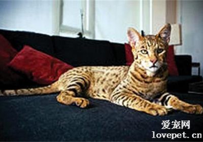 阿舍拉猫的饲养指南缩略图