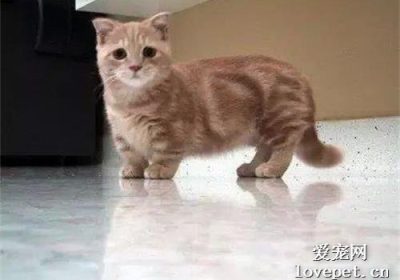 曼基康猫的饮食指南缩略图