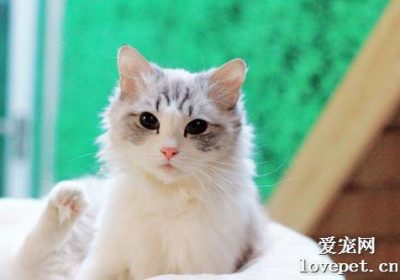 布偶猫的寿命与饲养方法缩略图