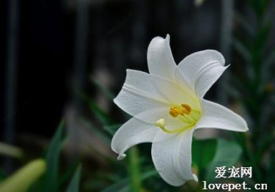 建议家中养猫者避免种植以下植物缩略图
