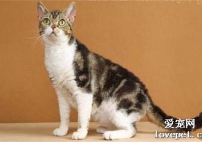 美国刚毛猫性格特征解析缩略图