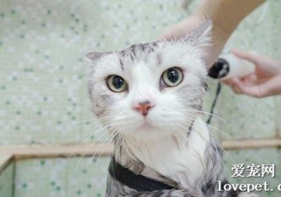 猫咪洗澡的注意事项与频率限制缩略图