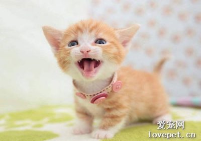 猫咪夜间嚎叫的原因及应对措施缩略图