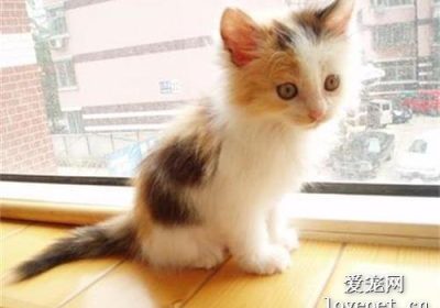 你知道中华田园猫有哪些常见的颜色吗？缩略图