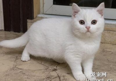 纯白英短能否搭配各种品种？缩略图