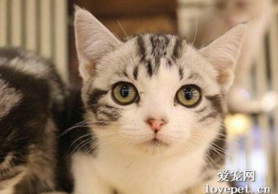 抖音上的尼莫究竟是哪种猫？缩略图
