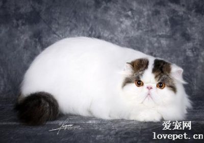 为何长毛猫难以饲养？缩略图