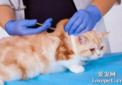 猫接种疫苗后可能出现的副作用缩略图