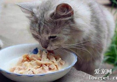 猫咪有哪些食物能够迅速并大量增加奶水？缩略图