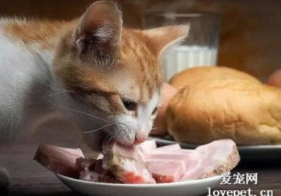 猫咪适合食用生肉还是煮熟肉类？缩略图