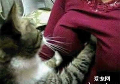 猫的踩奶行为缘由何在？缩略图
