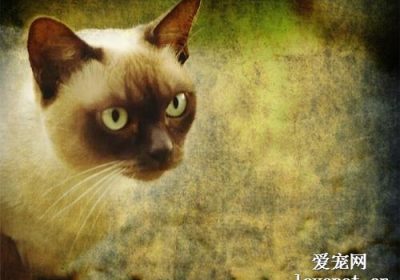 缅甸猫的饮食习惯缩略图