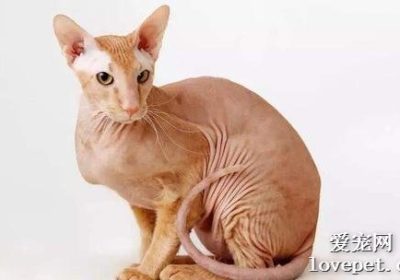 彼得秃猫的性格如何？缩略图