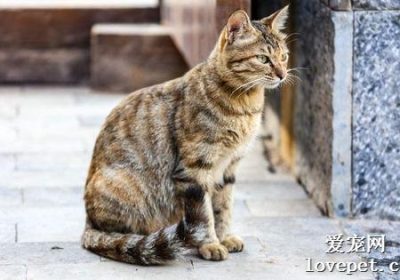 本土猫与家养猫的比较：别小看那些街头的可爱小猫缩略图