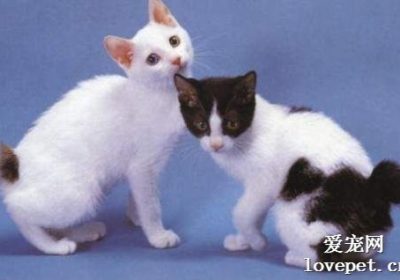 猫毛囊炎与猫藓的区别分析缩略图