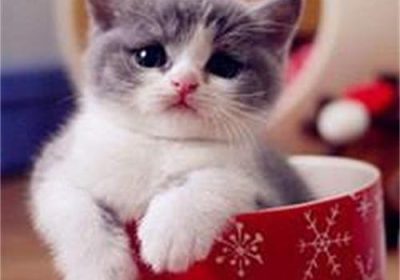 迅速缓解猫咪腹泻的策略缩略图