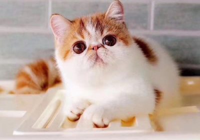 加菲猫有何个性特征？缩略图