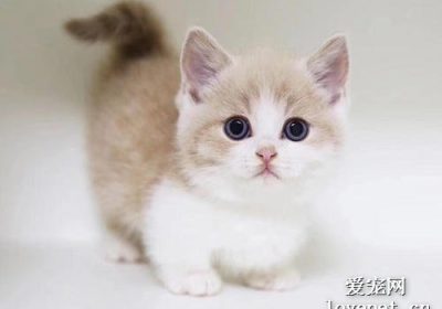 矮脚猫的品种是什么？缩略图