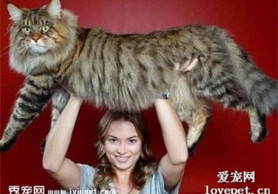 哪种猫的体型最大？缩略图