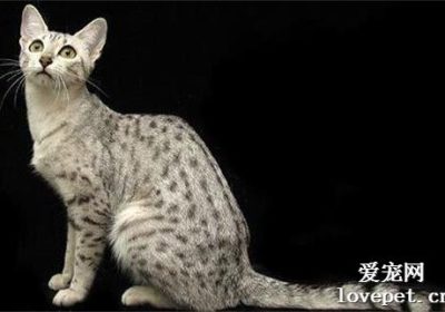 埃及法老猫的品种为何？缩略图