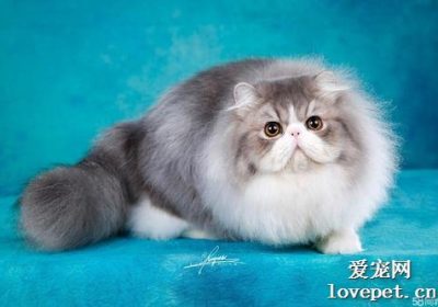 猫的品种有哪些被称为奶奶猫？缩略图