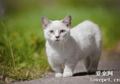 猫咪肛门脱出应如何处理？缩略图