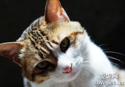 简州猫的性格特征如何？缩略图