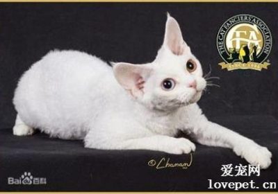德文卷毛猫的性格特征如何？缩略图