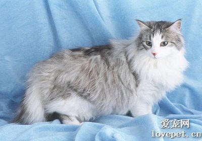 如何评价挪威森林猫的品质？缩略图