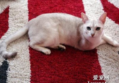 波米拉猫的性格特征如何缩略图