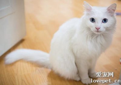 狮子猫与安哥拉猫的区别有哪些？缩略图