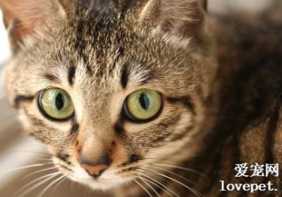 中国狸花猫的性格特征如何？缩略图