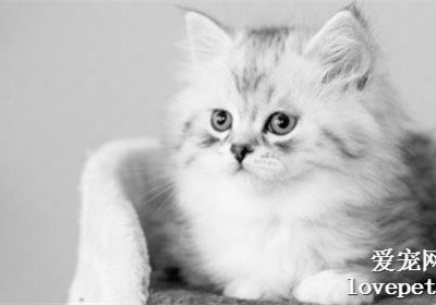 金吉拉猫与波斯猫的差异点有哪些？缩略图