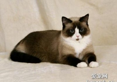 雪鞋猫的特质有哪些？缩略图
