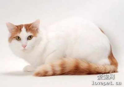 土耳其梵猫乳腺肿瘤的治疗方法有哪些？缩略图